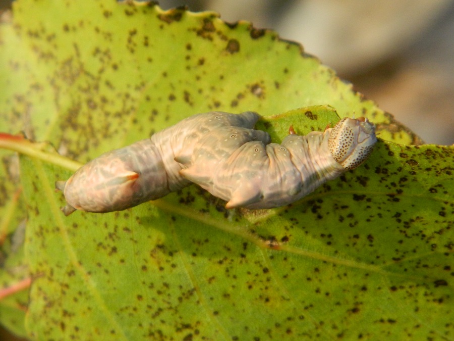 Ciclo vitale di Notodonta tritophus, Notodontidae